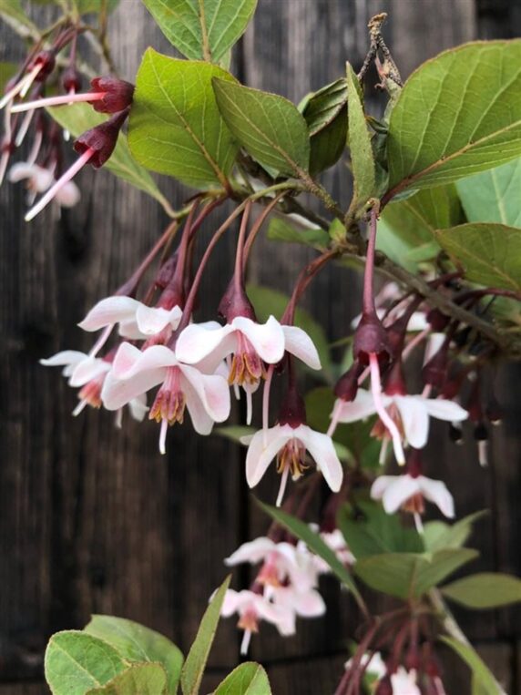 Styrax jap. 'Purple Haze' <span class='dutchtitlepart'>Japanse storaxboom</span>