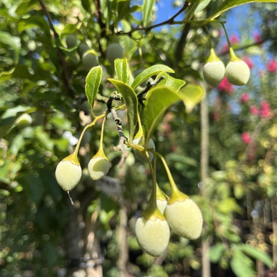 Styrax jap. Snowcone <span class='dutchtitlepart'>Japanse storaxboom</span>