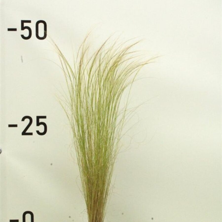 Stipa tenuissima <span class='dutchtitlepart'>Vedergras</span>