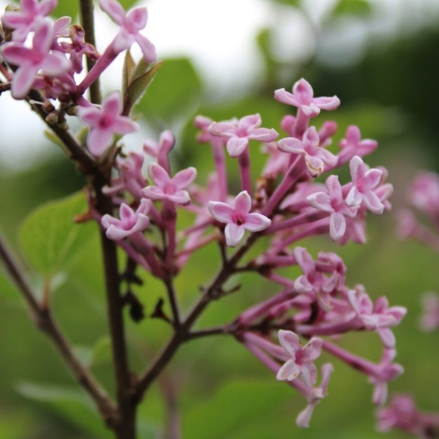 Syringa 'Josée' <span class='dutchtitlepart'>Dwergsering</span>