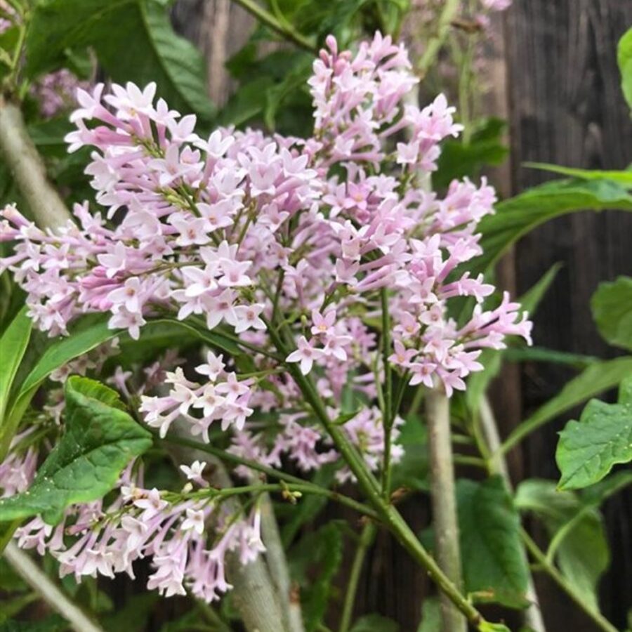 Syringa josikaea <span class='dutchtitlepart'>Hongaarse sering</span>