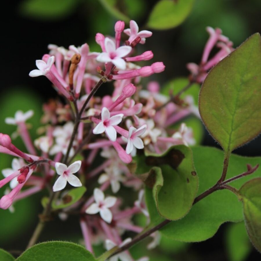 Syringa microphylla 'Superba' <span class='dutchtitlepart'>Dwergsering</span>