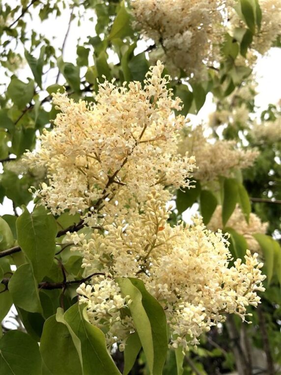 Syringa pekin. 'Gimborn's China Pearl' Chinese sering
