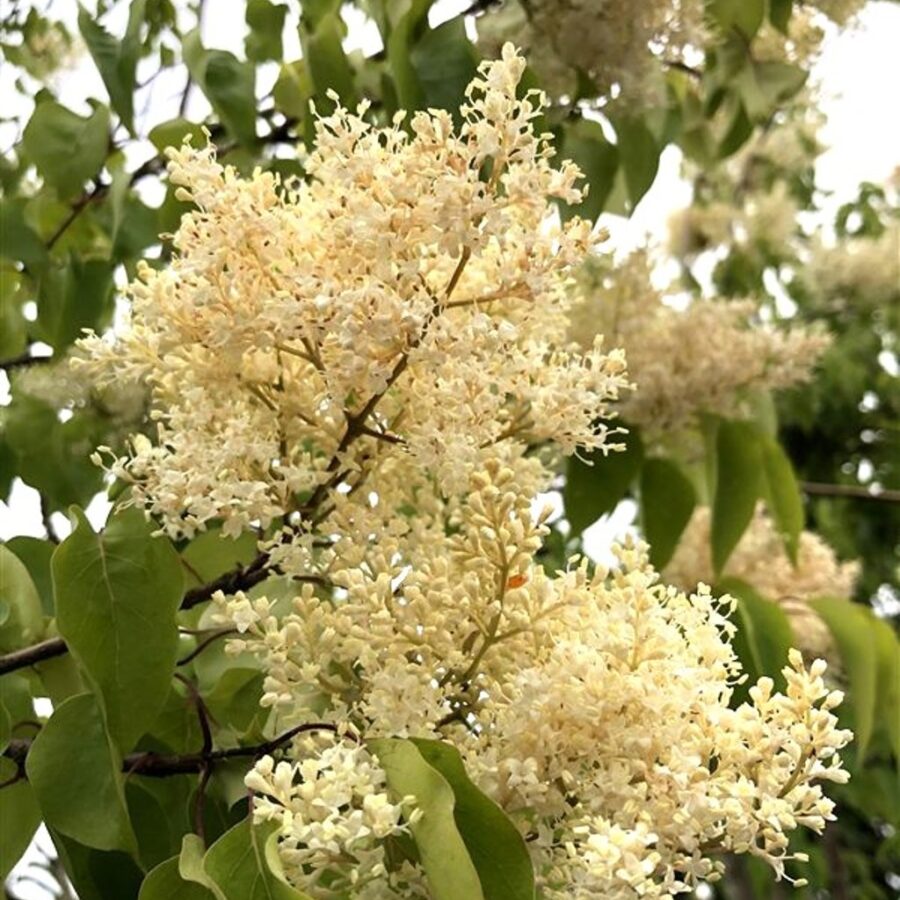 Syringa pekin. 'Gimborn's China Pearl' Chinese sering