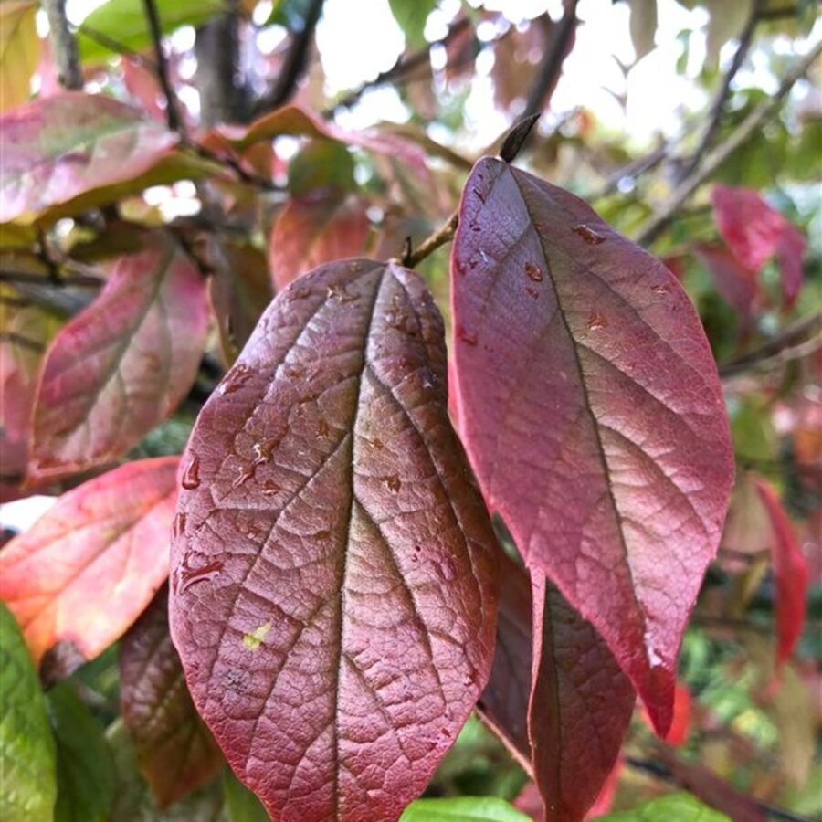 Sycoparrotia semidecidua