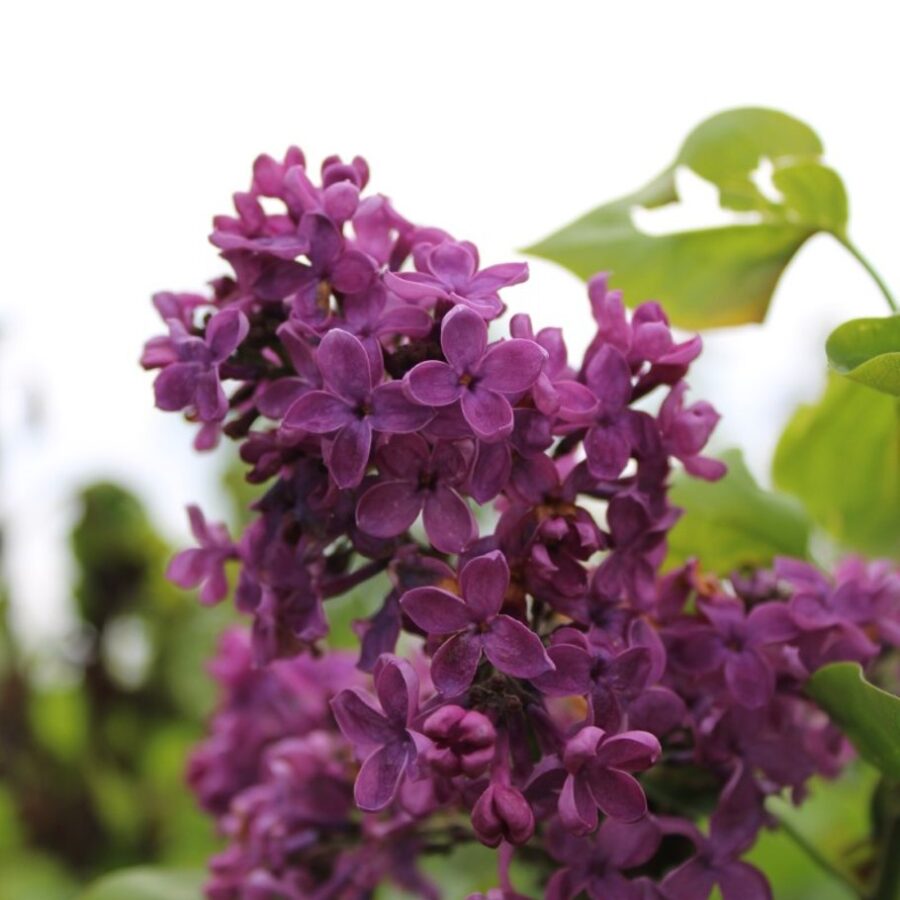 Syringa v. 'And. an Ludwig Späth' <span class='dutchtitlepart'>Sering</span>