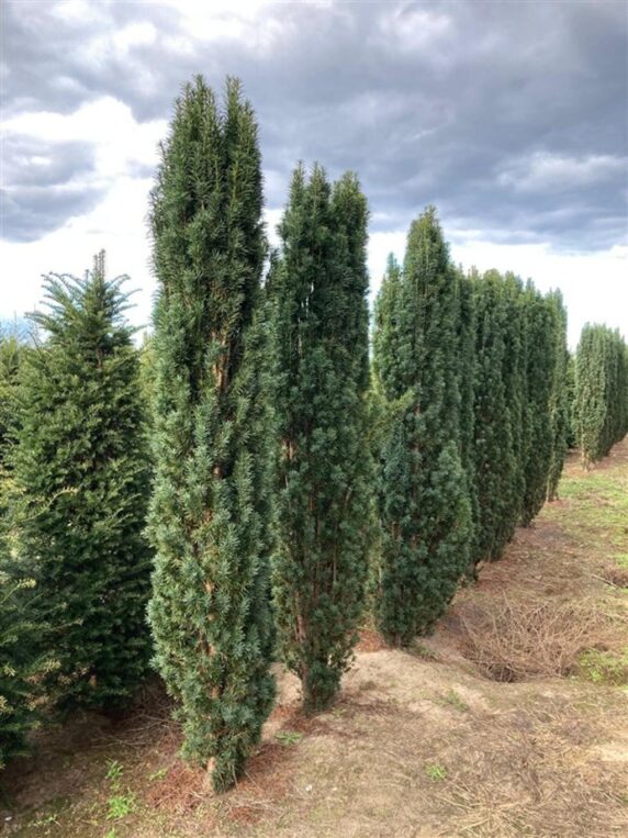 Taxus b. 'Fastigiata Robusta' Venijnboom