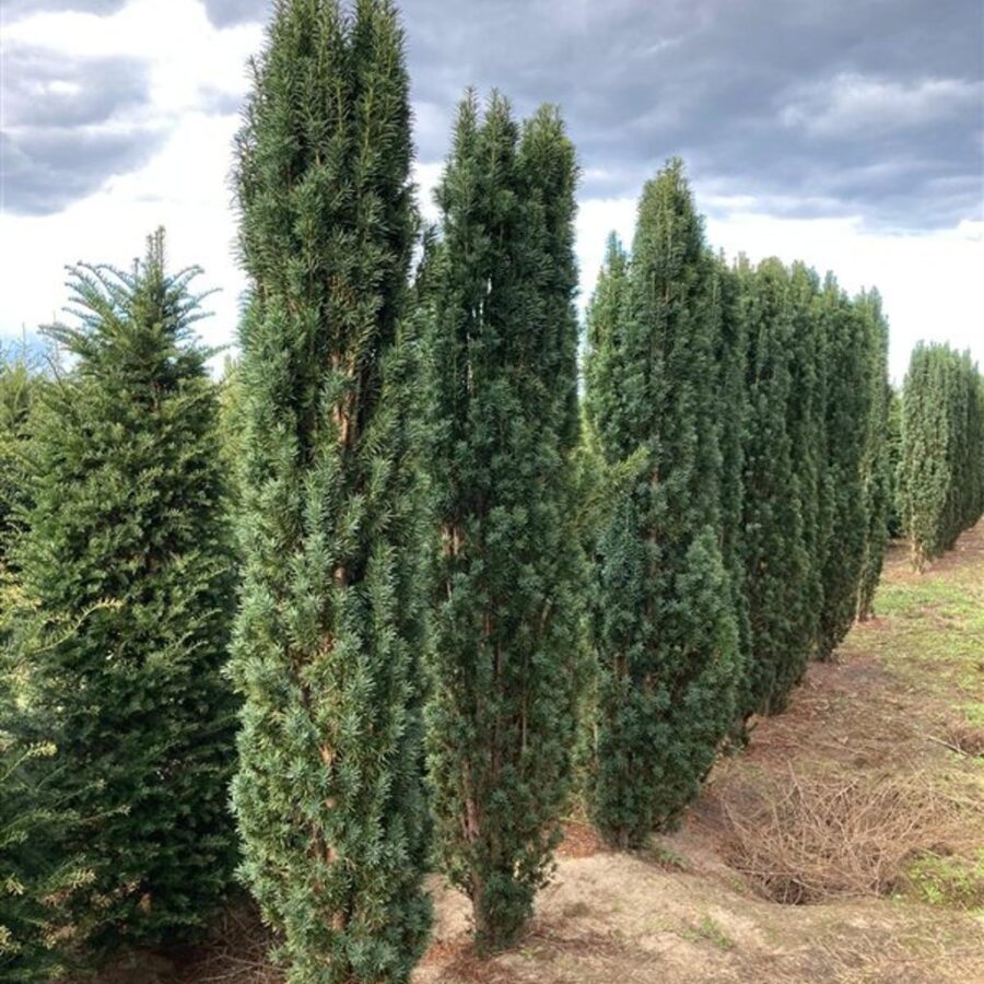 Taxus b. 'Fastigiata Robusta' Venijnboom