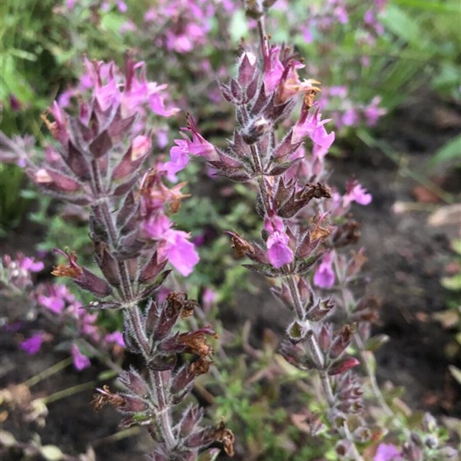 Teucrium chamaedrys <span class='dutchtitlepart'>Gamander</span>