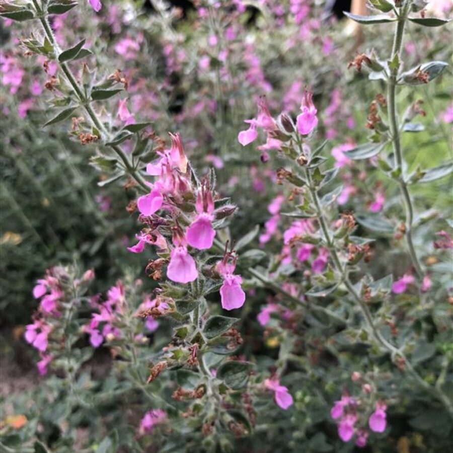 Teucrium lucidrys <span class='dutchtitlepart'>Gamander</span>
