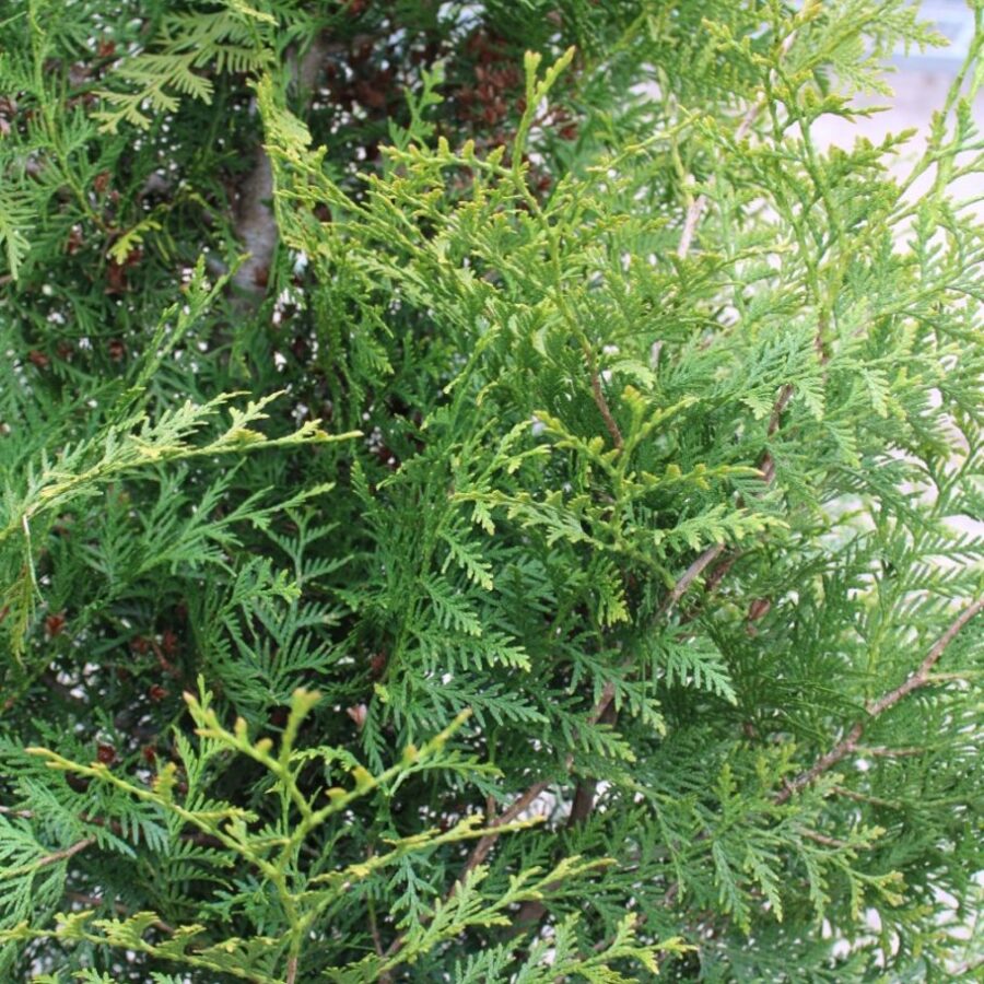 Thuja pl. 'Gelderland' <span class='dutchtitlepart'>Reuzenlevensboom</span>