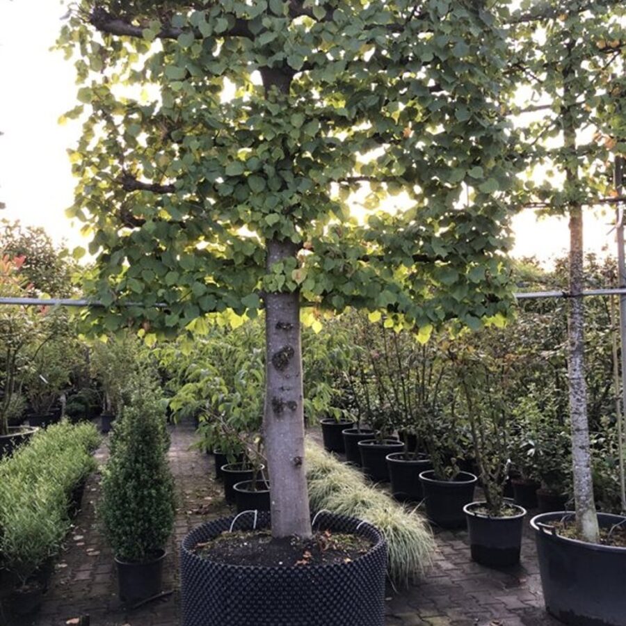 Tilia europaea <span class='dutchtitlepart'>Hollandse linde</span>