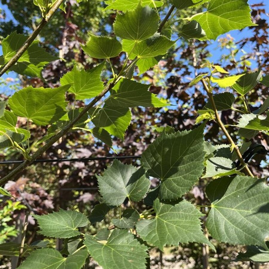 Tilia mongolica 'Buda' <span class='dutchtitlepart'>Mongoolse Linde</span>