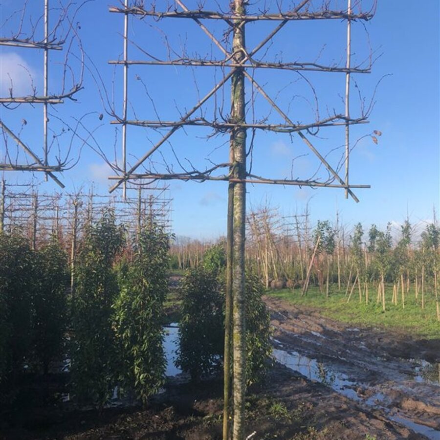 Tilia platyphyllos <span class='dutchtitlepart'>Zomerlinde</span>