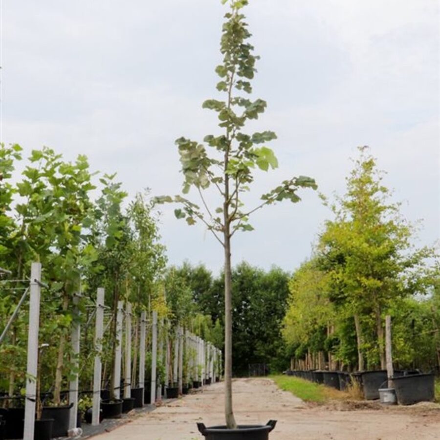 Tilia tomentosa 'Brabant' <span class='dutchtitlepart'>Zilverlinde</span>