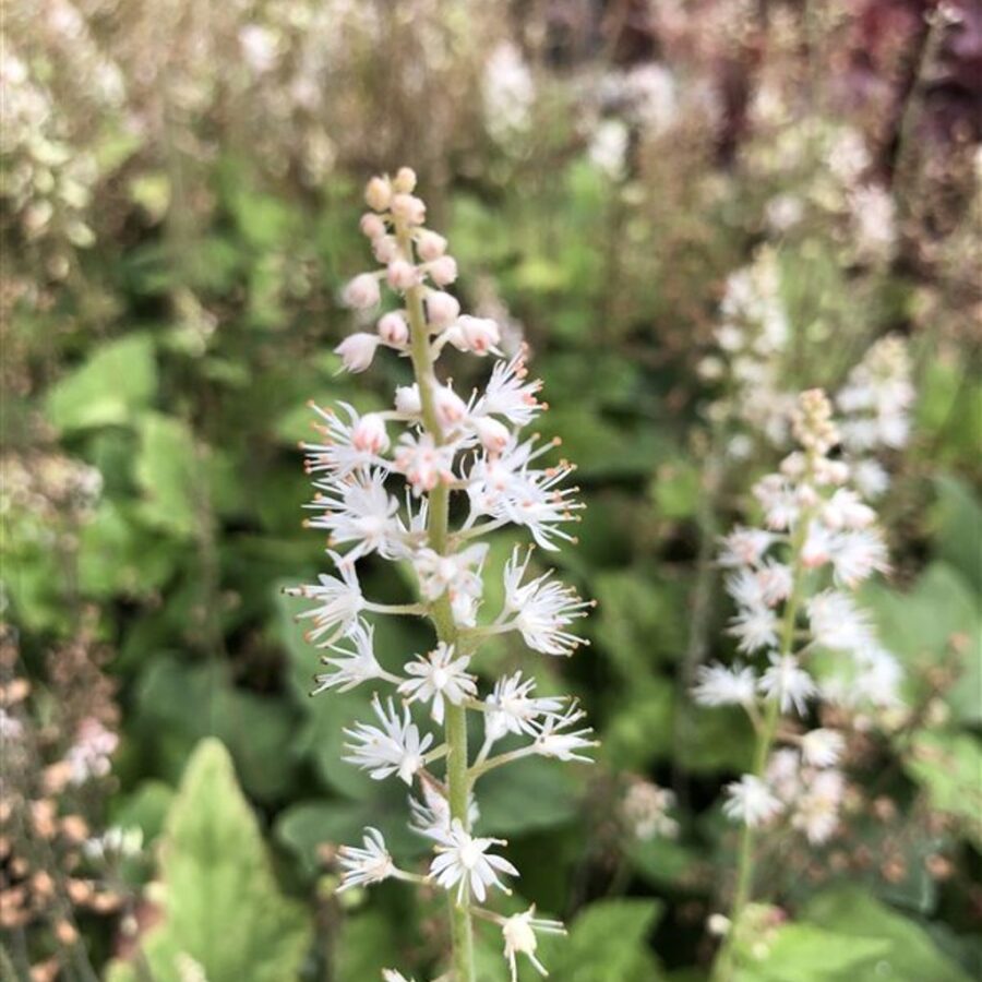 Tiarella wherryi <span class='dutchtitlepart'>Schuimbloem</span>
