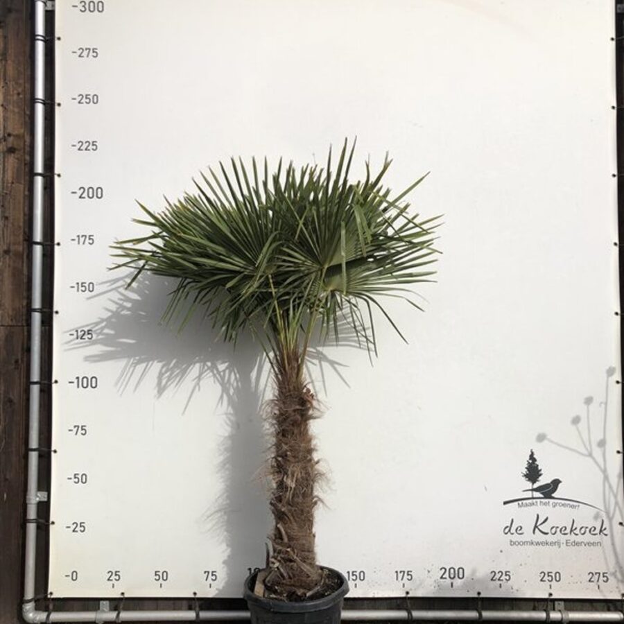 Trachycarpus fortunei Chinese waaierpalm