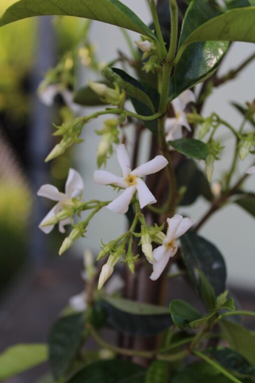 Trachelospermum jasminoides <span class='dutchtitlepart'>Toscaanse jasmijn</span>