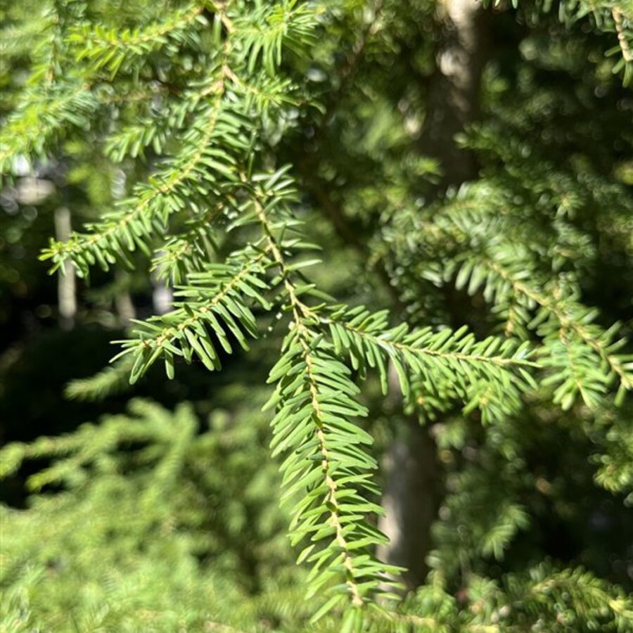 Tsuga heterophylla