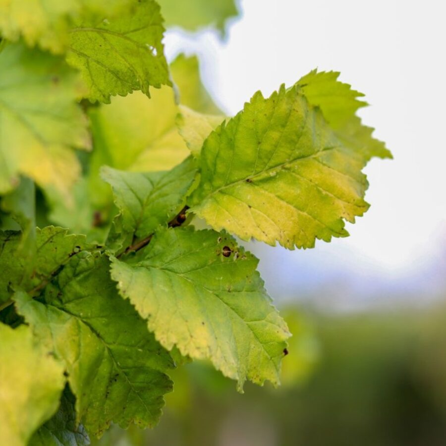 Ulmus holl. 'Wredei' <span class='dutchtitlepart'>Goudiep</span>