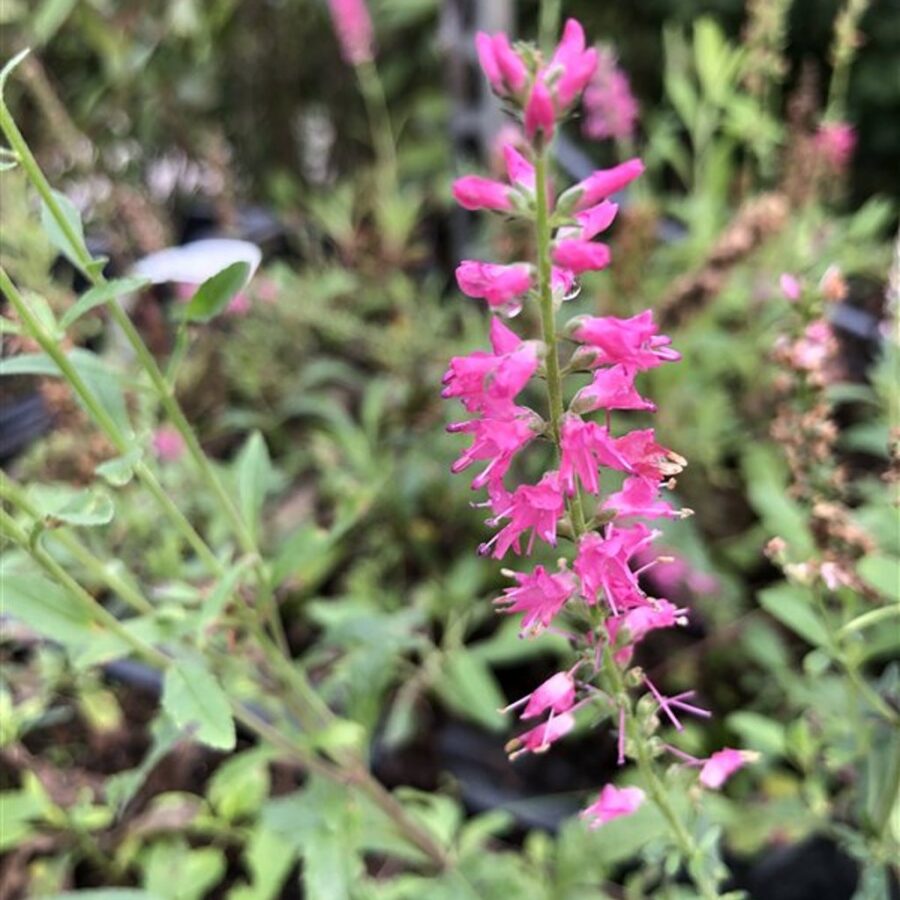 Veronica spic. 'Rosa Zwerg' Ereprijs