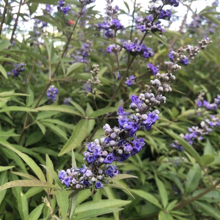 Vitex agnus-castus latifolia Monnikspeper