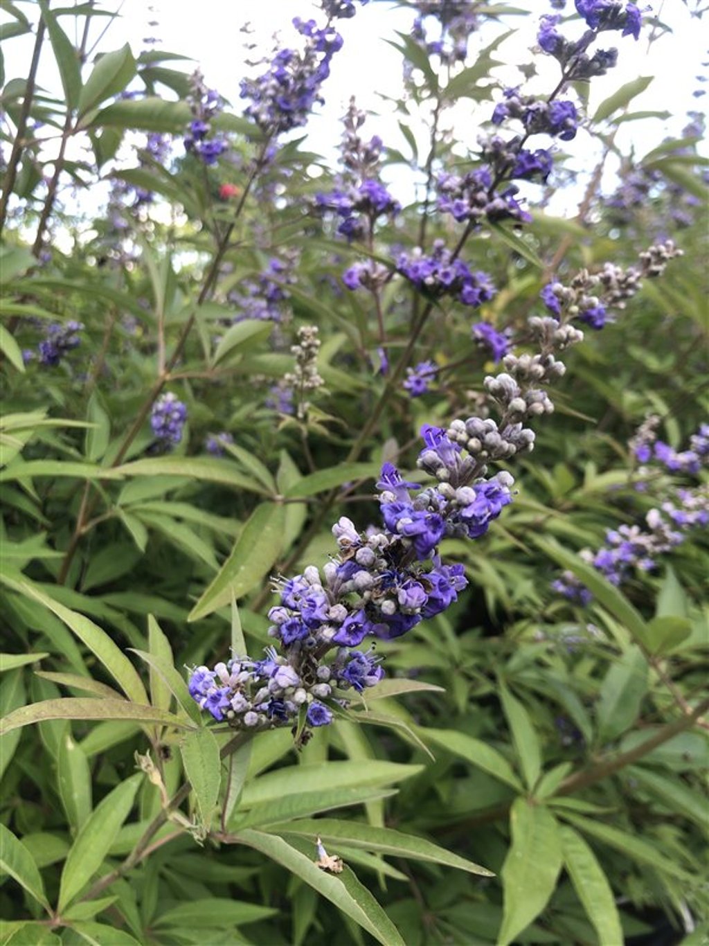 Vitex agnus-castus latifolia Monnikspeper