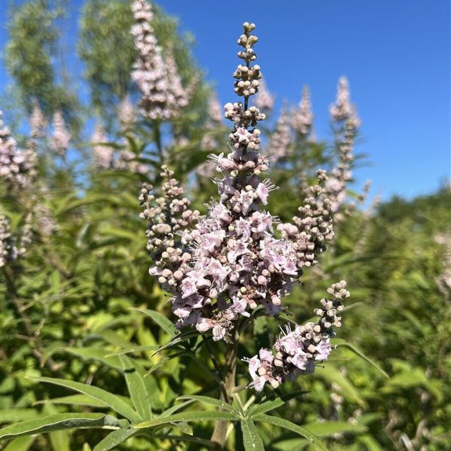 Vitex agnus-castus 'Rosea' <span class='dutchtitlepart'>Monnikspeper</span>