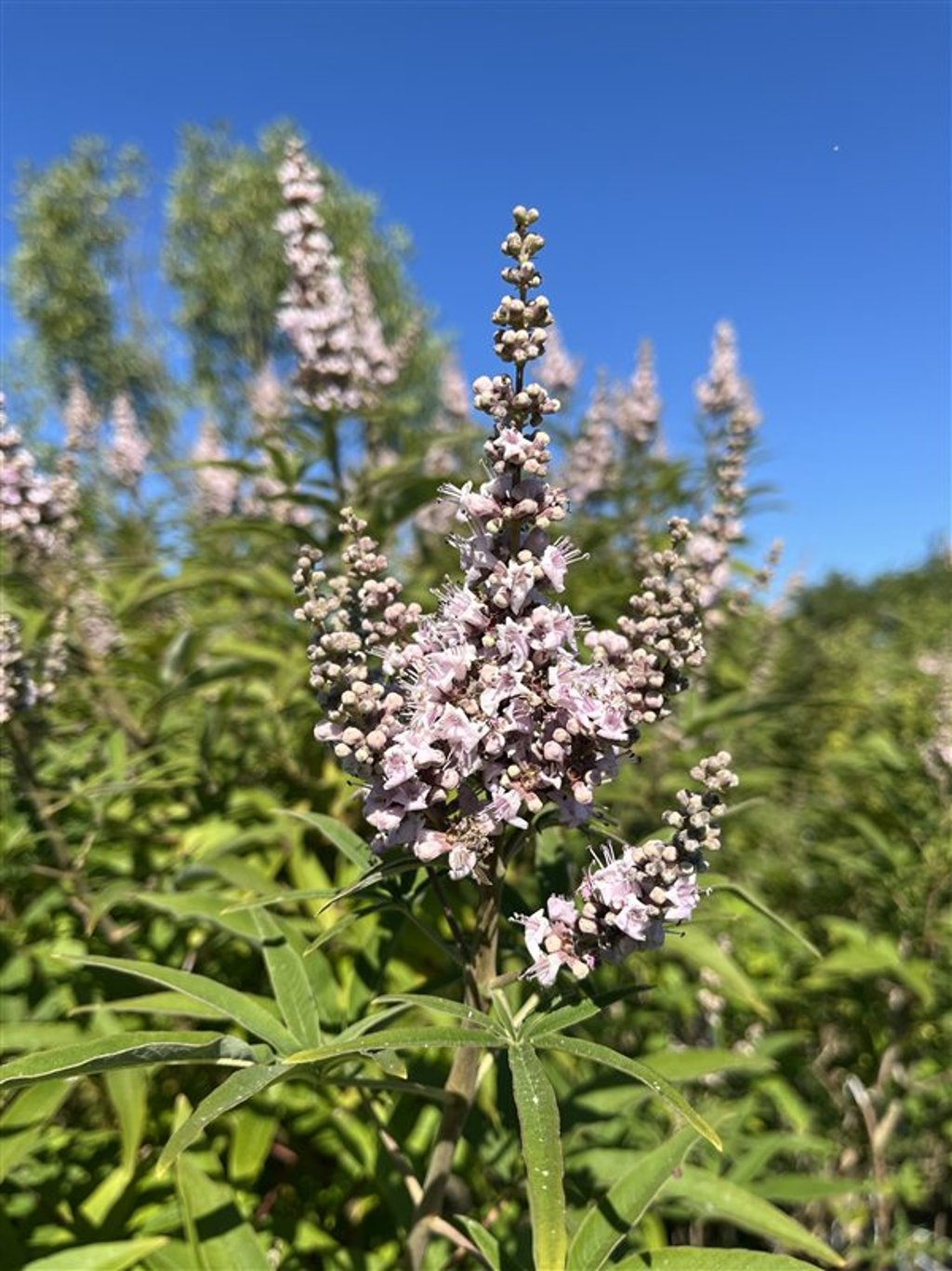 Vitex agnus-castus ‘Rosea’ Monnikspeper