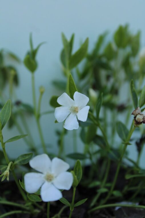 Vinca minor 'Alba' <span class='dutchtitlepart'>Kleine maagdenpalm</span>