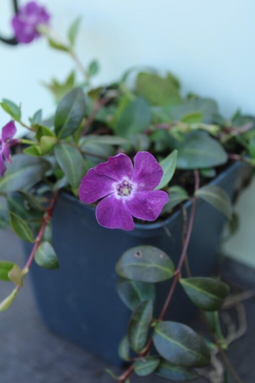 Vinca minor 'Atropurpurea' <span class='dutchtitlepart'>Kleine maagdenpalm</span>
