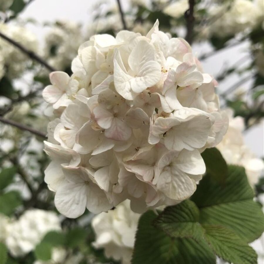 Viburnum plic. 'Grandiflorum' <span class='dutchtitlepart'>Japanse sneeuwbal</span>