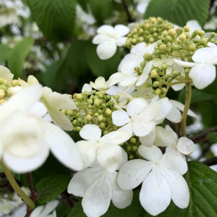 Viburnum plic. 'Shasta' <span class='dutchtitlepart'>Japanse sneeuwbal</span>