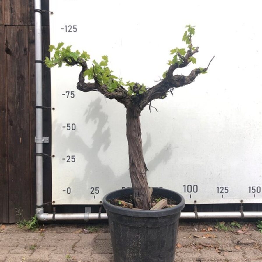 Vitis vinifera Wijnstok