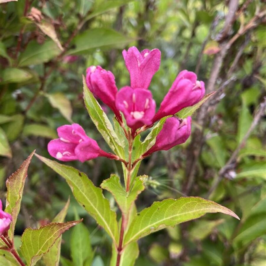 Weigela 'Big Love' <span class='dutchtitlepart'>Weigelia</span>