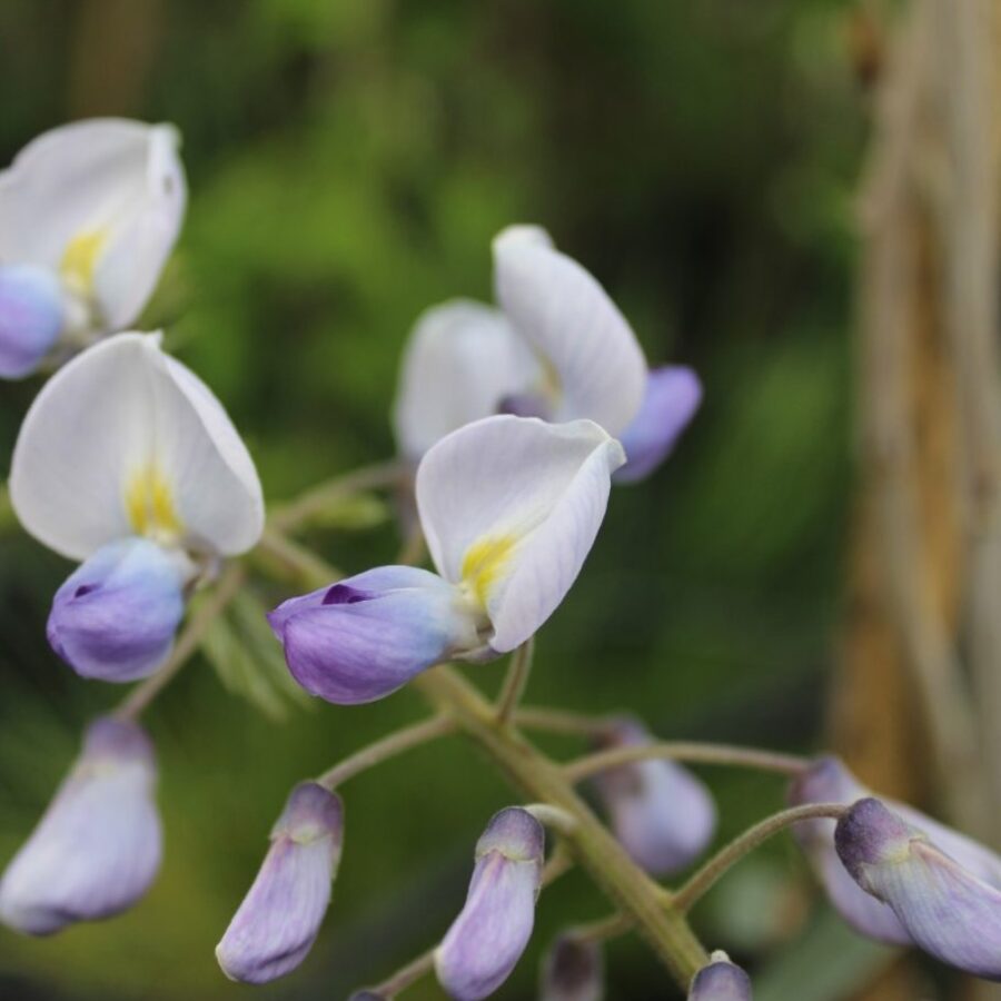 Wisteria sinensis 'Prolific' <span class='dutchtitlepart'>Blauweregen</span>
