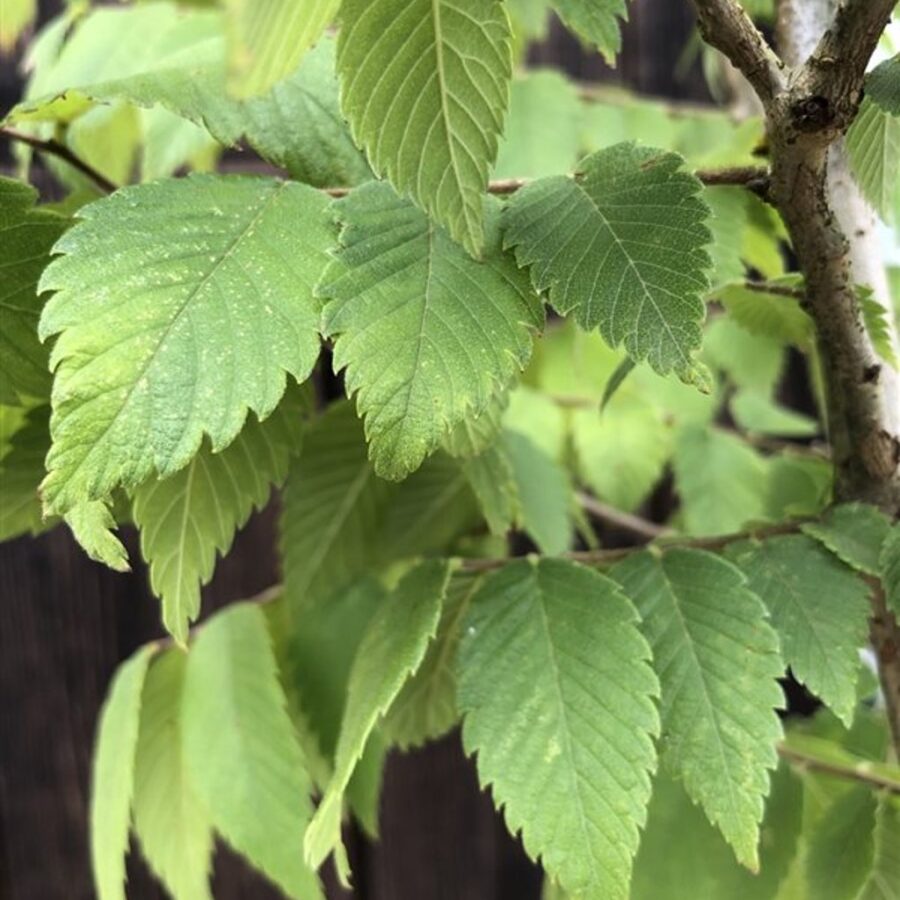 Zelkova serrata <span class='dutchtitlepart'>Japanse schijniep</span>