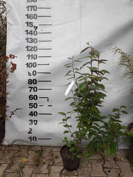 olijfwilg eleagnus